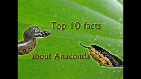 Top 10 Facts About Anaconda Youtube