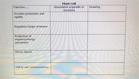 It protects the plant cell and provides a proper shape to. Solved: Plant Cell Function.... Associated Organelle Or Dr ...