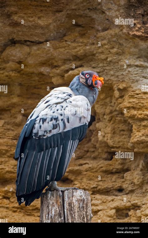 King Vulture Sarcoramphus Papa Vultur Papa Native To Central And South America Stock Photo