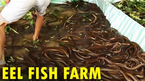 Eel Fish Farming Eel Fish Harvesting Youtube