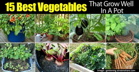 15 Top Vegetables That Grow Well In A Container Or Pot
