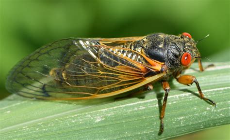 Cicadianism is a technomystical order. Maryland Biodiversity Project - Periodical Cicada species ...