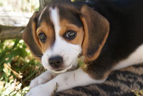 Le Beagle Soeducation Canine