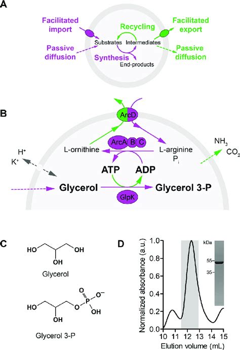 Sustainable Glycerol 3 Phosphate Synthesis Fueled By Enzymatic Atp