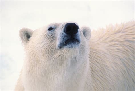 Polar Bear Head Stock Photo Image Of White Animal Svalbard 43864