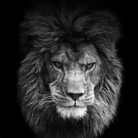 Fierce Lion Wallpapers Top Free Fierce Lion Backgrounds Wallpaperaccess