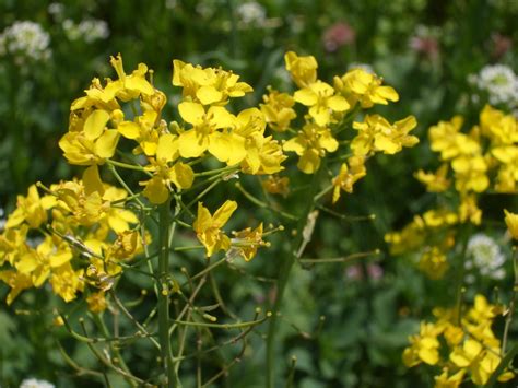 Rosemarys Sampler Mustard Fields