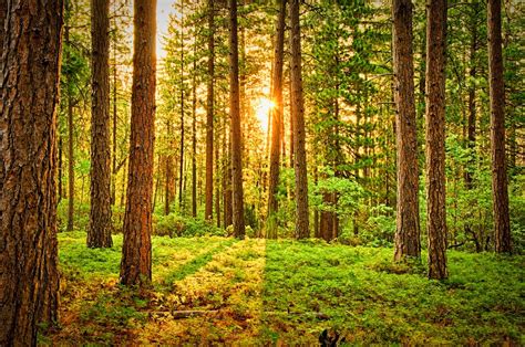 Are forests the real answer for climate change mitigation? - Grow-Trees ...
