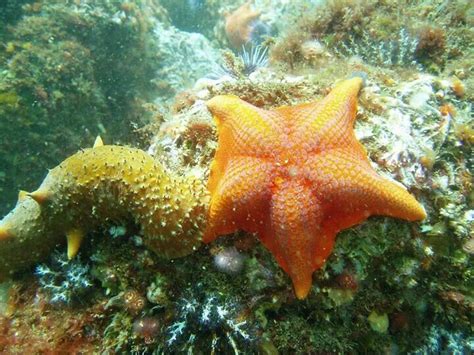 Bat Star National Marine Sanctuary Wild Animals Photos Invertebrates