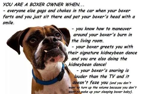 The Life Of A Boxer Owner Boxer Dog Puppy Boxer Dogs Boxer Dog Quotes