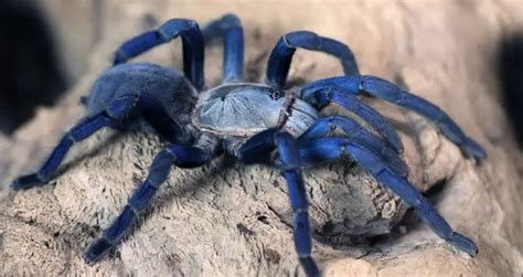 Top 10 Blue Tarantula Species You Have To See Beyond The Treat