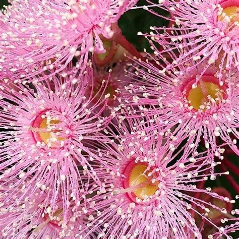 That word describes both australian natives and south african natives (like proteas). We're all about the Australian natives this season. Pink ...