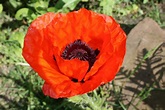 Single Red Poppy Free Stock Photo - Public Domain Pictures