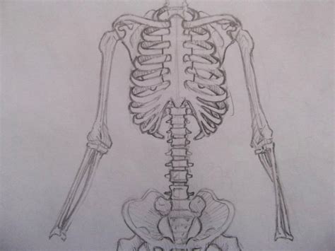 Skeletalframereference Sketch4 By Brendan11 On Deviantart