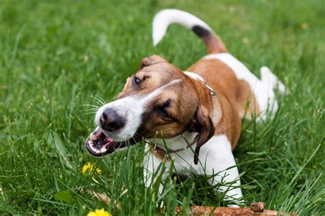 Cannibalism or infanticide in dogs is not that common, but it can happen. Why Do Dogs Eat Grass? | Depend On Dogs