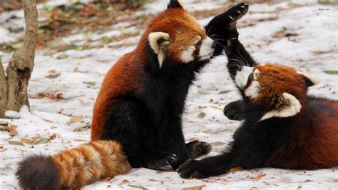 Two Cute Back Brown With Fur Tail Red Panda Are Sitting On Snow Playing