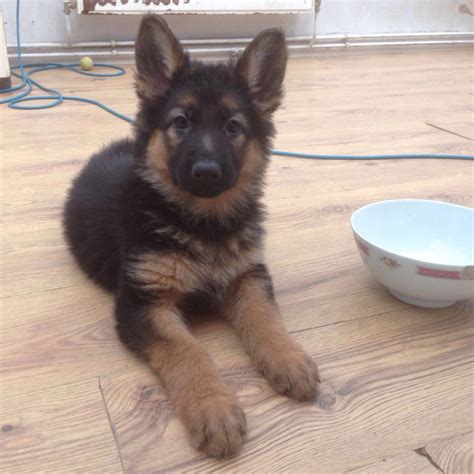 She is playful, super friendly and has an outgoing personality. Gorgeous German Shepherd Puppies For Sale | Halstead ...