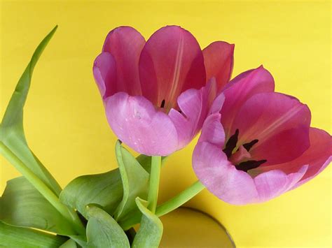 Pair Of Tulips On Yellow Background Creative Commons Stock Image