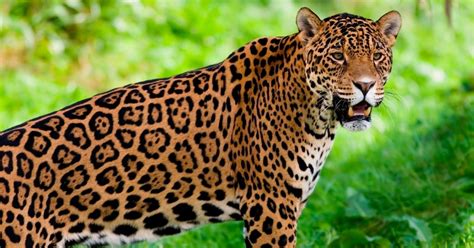 Jaguar En Peligro De Extinción Quedan Sólo 64 Mil El Debate