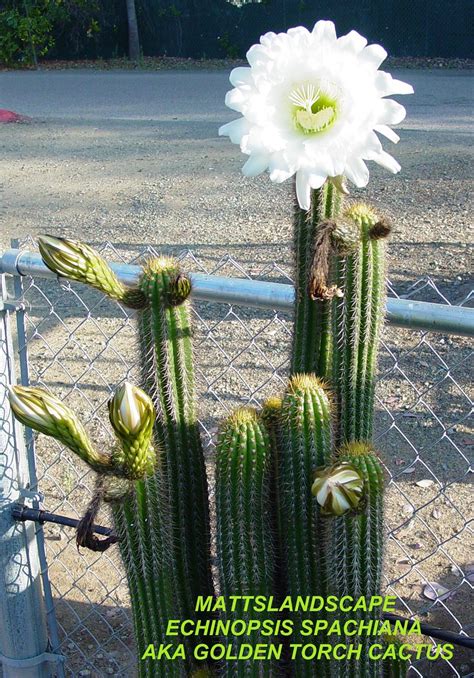 This cactus is a beautiful plant and fairly easy to grow. ECHINOPSIS SPACHIANA AKA GOLDEN TORCH CACTUS (Bloom & grow ...