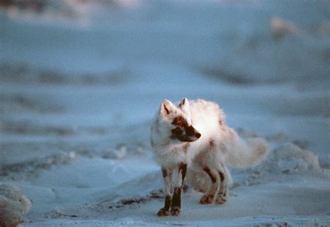 Ani004 00006 Joel Sartore