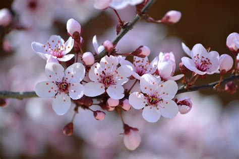 Pink Cherry Blossom Photography
