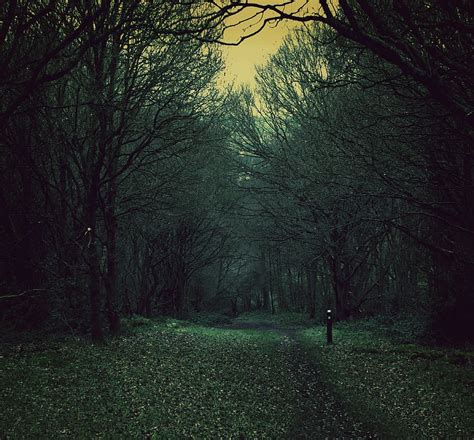 Free Download Green Trees Daytime Spooky Path Nature Woods