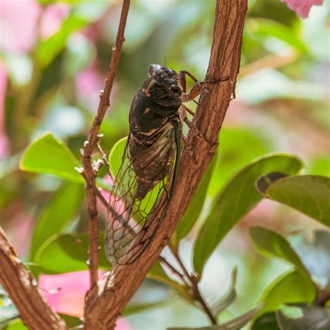 Cicadas Dawsons Tree Service