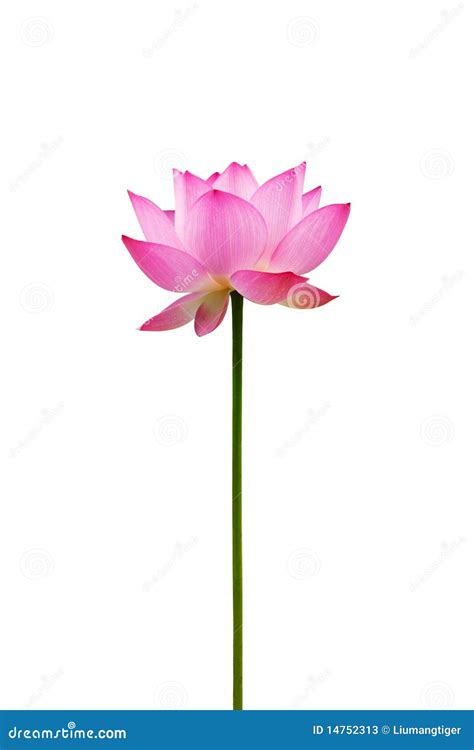 Isolated Lotus Flower Stock Image Image Of Bloom Tropic 14752313