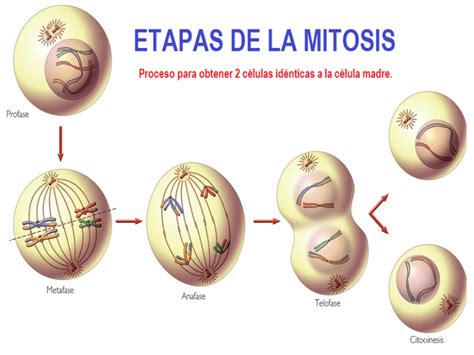 Fases De La Mitosis Cursos Online Web