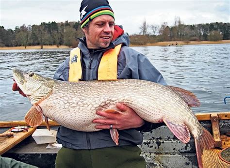 International Fishing News Uk Huge 40 Lb Pike Caught And Released
