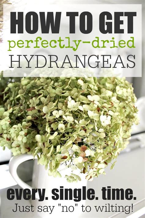 How To Get Perfectly Dried Hydrangeas Every Time The