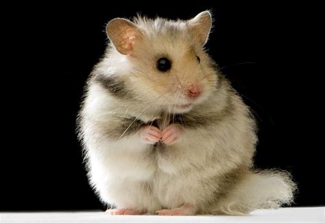 Syrian Hamster Animal Facts Encyclopedia