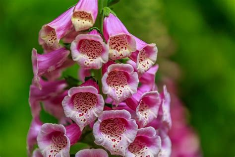 32 Gorgeous Pink Perennial Flowers That Will Bloom Forever