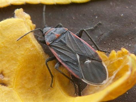 Bug From Utah To Id Melacoryphus Lateralis Bugguidenet
