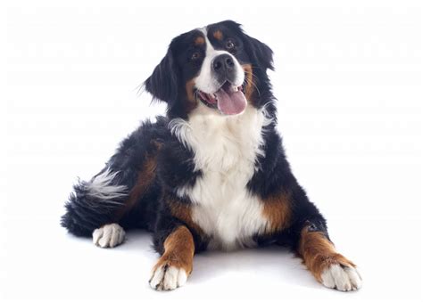 Are Bernese Mountain Dogs Good With Children