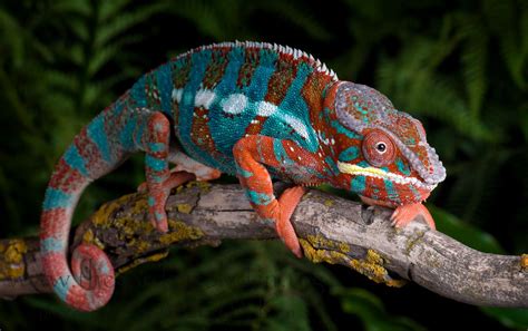Gorgeous Panther Chameleon A Red Body Blue Bar Ambilobe My Favorite Look For A Panther Solid