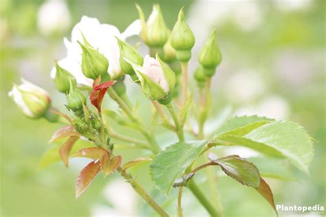 Rosenpflege Im Jahresverlauf Rosen Richtig Pflanzen Und Pflegen
