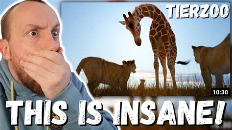 This Is Insane Tierzoo Are Giraffes Op First Reaction Youtube