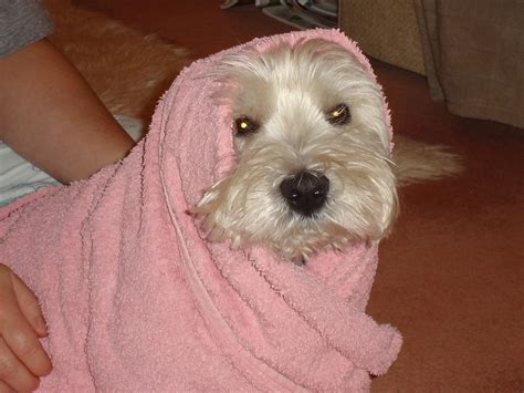 Bath Time Westie Stamford Aged 4 Westies West Highland White Terrier
