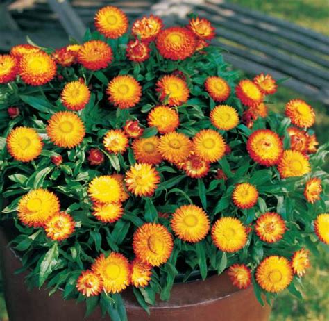 Viburnums have been popular in australia for decades as a screening plant. Best Australian native plants for pots and containers ...