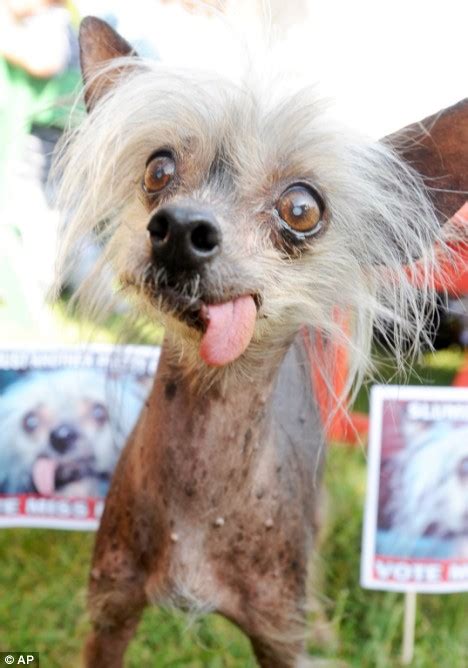 Goodbye Miss Ellie Global Mourning As Worlds Ugliest Dog Dies Aged 17 Daily Mail Online