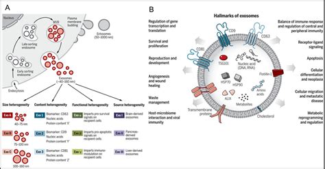 Qbri Insights Extracellular Vesicles As Novel Biomarkers