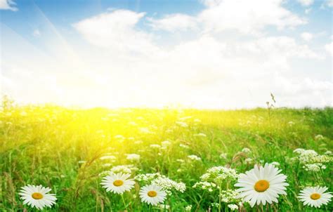 Field Of Daisies Wallpapers Wallpaper Cave