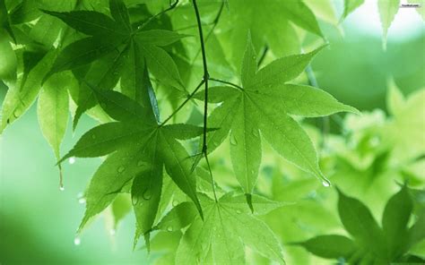 Green Leaves Wallpaper ·① Wallpapertag