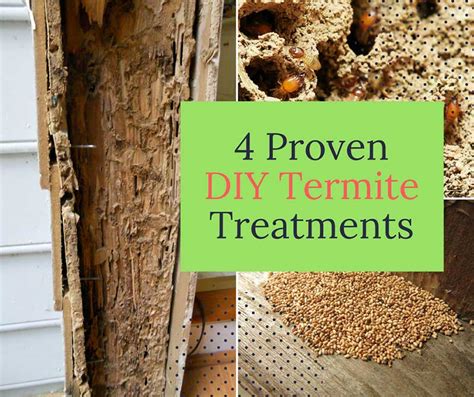 If you're wanting to do your own pest control, it's essential to figure out how pests are getting inside your home. 4 Proven DIY Termite Treatments - Home and Gardening Ideas