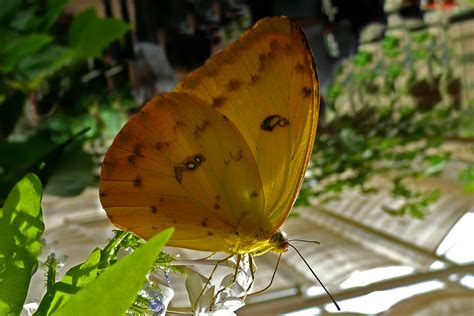 Der garten der schmetterlinge schloss sayn zeigt in zwei glaspavillons das faszinierende leben tropischer schmetterlinge, vom ei über die raupe und puppe bis hin zum fertigen falter. Exotischer Schmetterling im Garten der Schmetterlinge ...