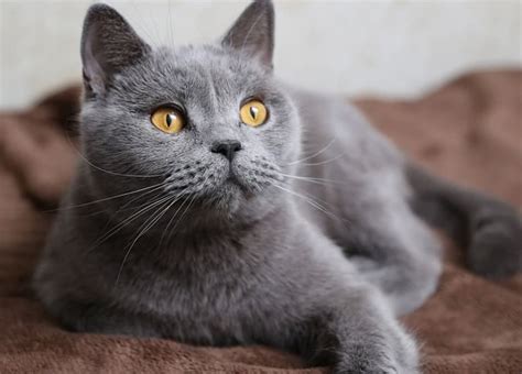 Le Chartreux Caractère Apparence Entretien Prix Santé Origine