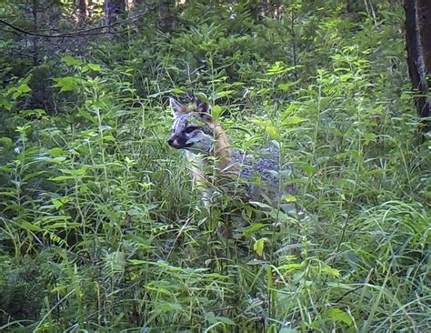 Adirondack Mammals Gray Fox Urocyon Cinereoargenteus