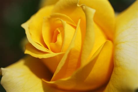 Yellow Rose Wallpapers High Quality Download Free